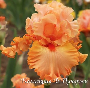 essence of beauty (2)